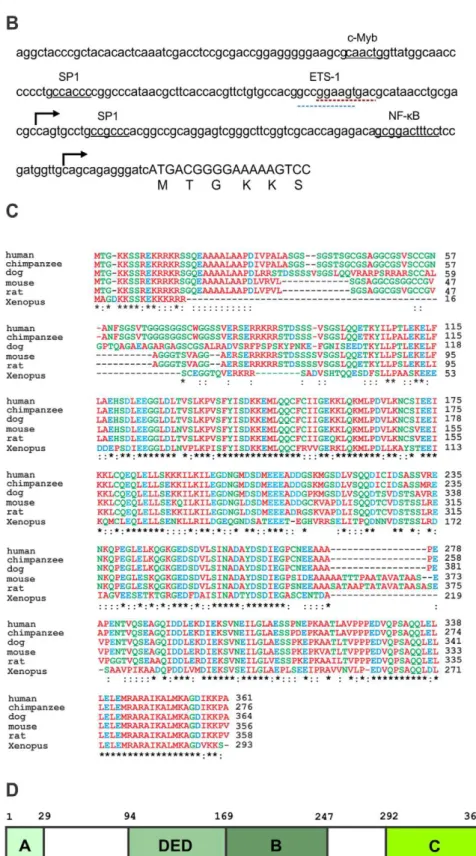 Figure 1. Genomic organization and evolutionary profile of CAAP. (A) Unfilled bars represent coding sequence, and grey bars untranslated regions