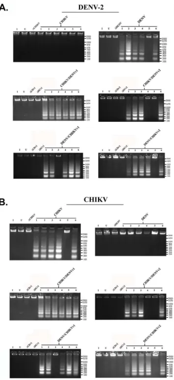 Fig 7. DNA Fragmentation Assay. Clonal Aedes albopictus C6/36 cells transformed with the anti-CHIKV, anti-DENV, anti-CHIKV/DENV or anti-DENV/CHIKV dual targeting antiviral intron constructs indicated were each challenged with each arbovirus indicated