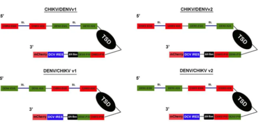 Fig 3. anti-CHIKV/DENV Dual Targeting Introns in a Bicistronic Configuration. Each of the trans-splicing dual targeting introns was tagged downstream of the ΔN Bax 3’ exon (active, further truncated version of tBax) with the mCherry fluorescent marker gene