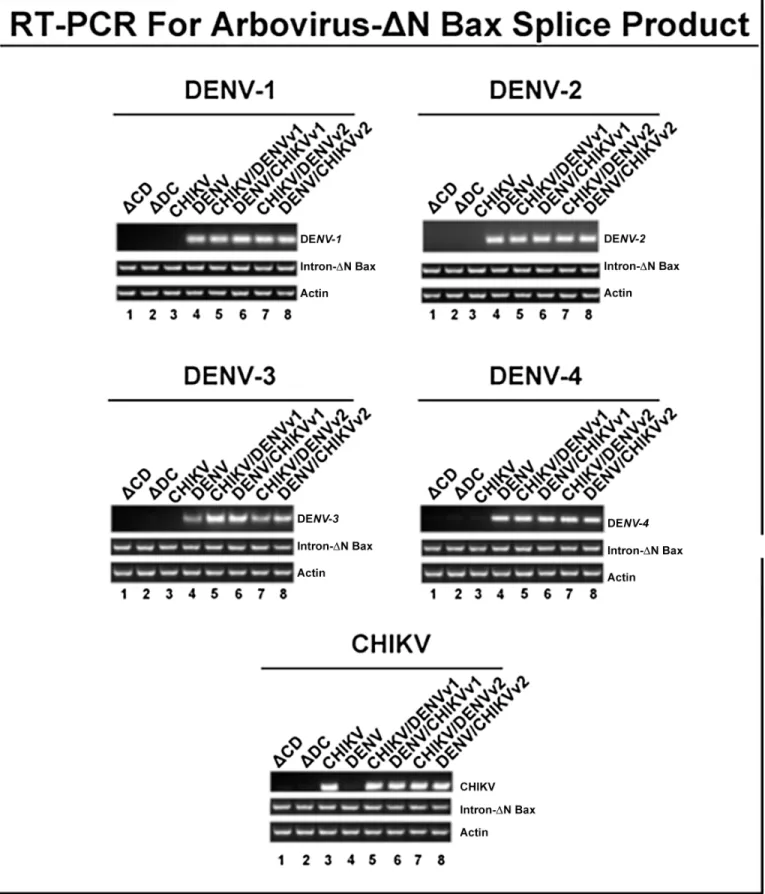 Fig 4. CHIKV/DENV dual targeting intron–ΔN Bax constructs effectively target CHIKV and all four DENV serotypes tested
