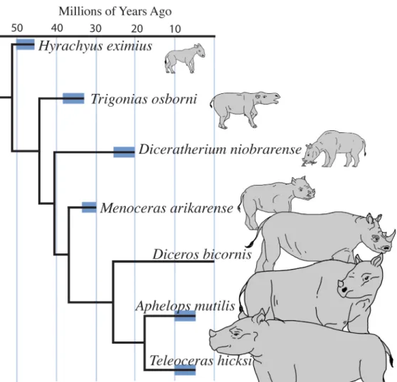Fig 1. Time-calibrated phylogeny of rhinocerotid taxa used in this study with outgroup H