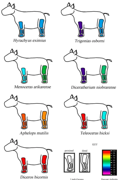 Fig 3. Comparison of the forelimb and hindlimb. A color spectrum is used to indicate the percent of elements displaying any osteopathology in the forelimb and hindlimb, respectively