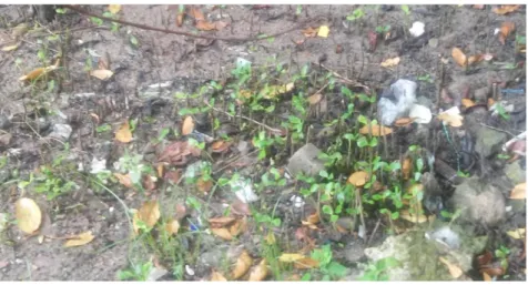 Figura 4- Presença de resíduos sólidos entre os pneumatóforos do mangue, na margem do Rio Capibaribe