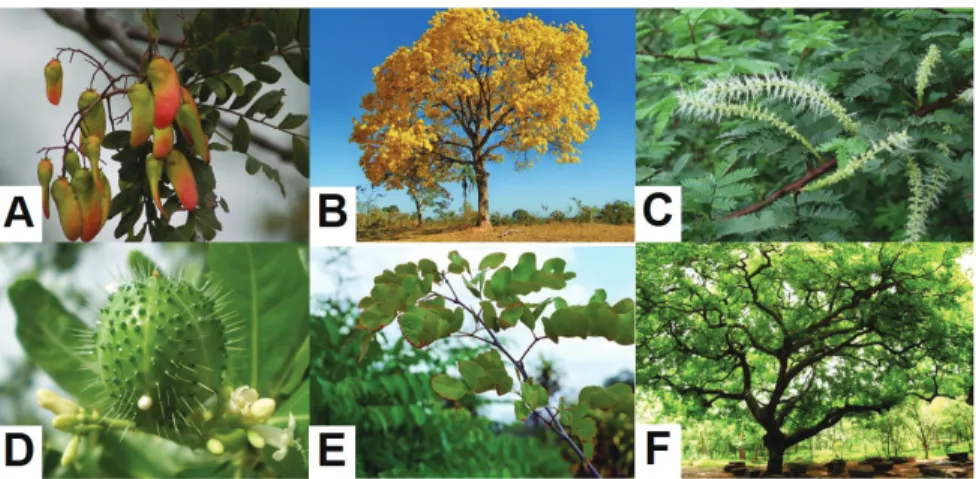 Figura 6. Espécies da flora do entorno de Paulo Afonso-BA. (A) braúna (Schinopsis  brasiliensis Engl.)
