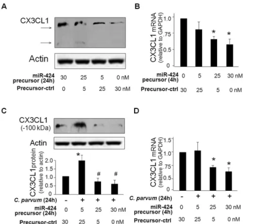 Figure 3. miR-424 precursor decreases CX3CL1 expression at both protein and message levels, and attenuates C