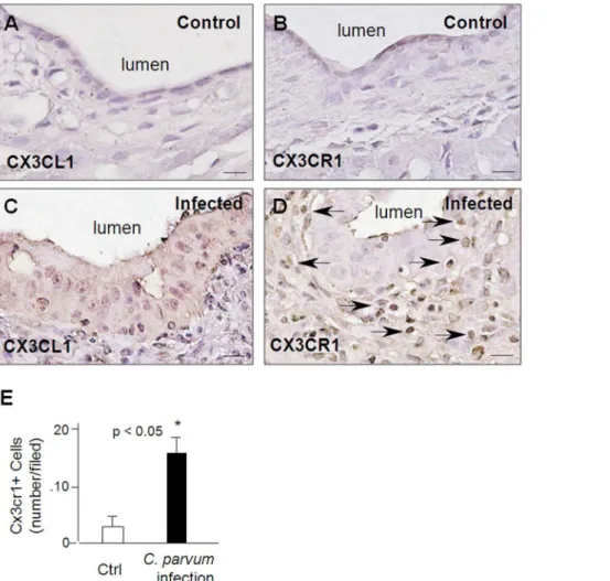 Figure 7. Upregulation of CX3CL1 in epithelial cells and an increase of mucosal infiltration of CX3CR1 + cells following C