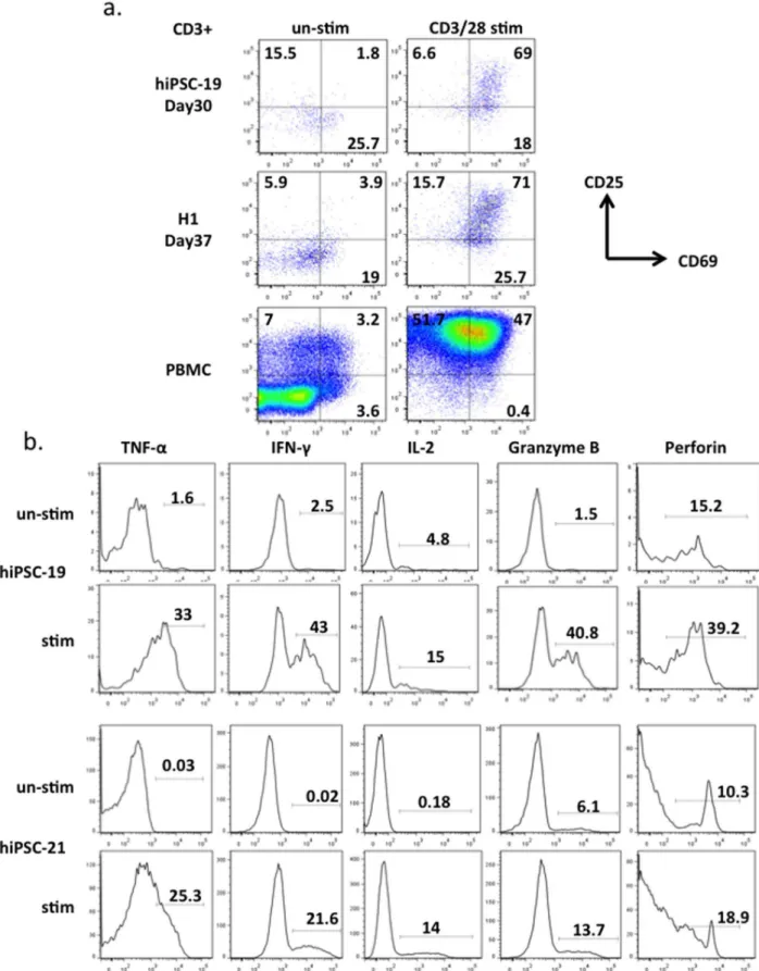 Figure 4. T cell functional assays. a, Day30 T cells derived from hiPSC-19, day 37 T cells derived from H1 and human PBMC primary T cells were stimulated with anti-CD3/28 beads for 3 days before FACS analysis of activation markers CD25 and CD69