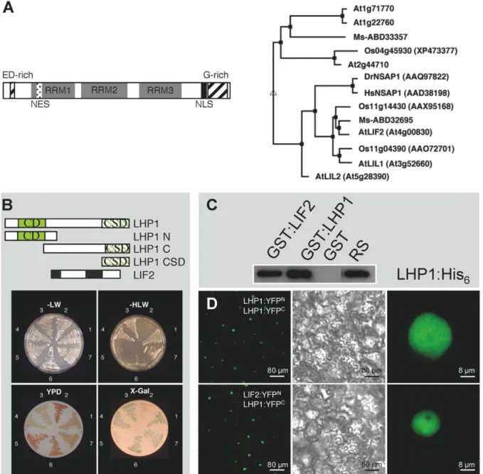 Figure 1. LHP1 interacts with the RRM containing protein LIF2 in vitro and in vivo . (A) LIF2 structure and related proteins
