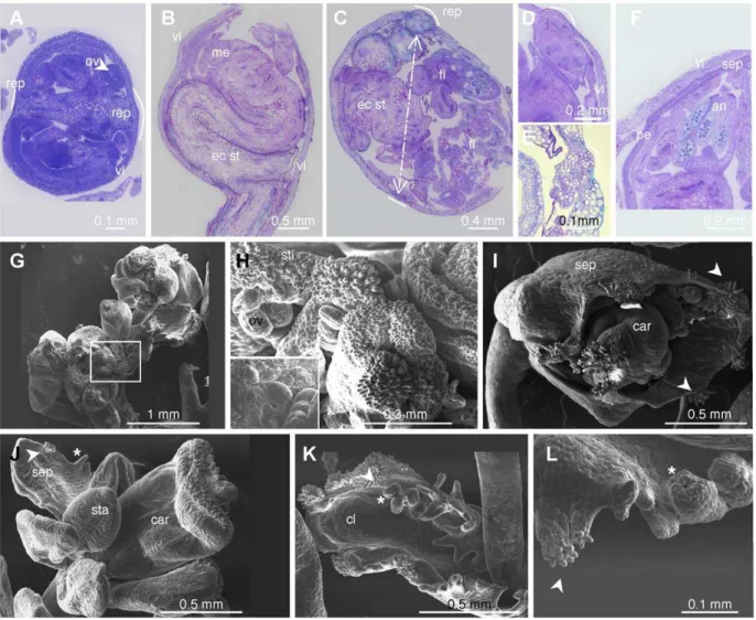 Figure 5. Structure and organization of the lif2 indeterminate ovary (IDO). (A–F) Toluidine Blue O stained sections of (A) young and (B–F) older IDOs