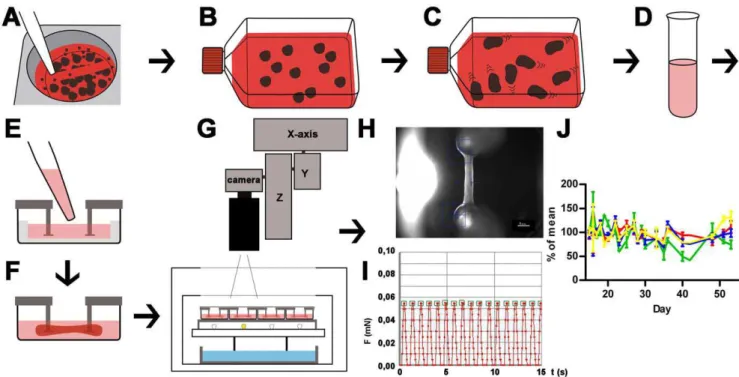 Figure 1. Schematic illustration of cardiac differentiation, EHT generation and analysis