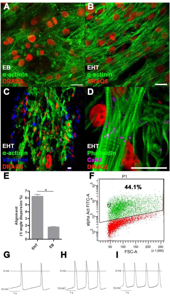 Figure 2. Immunofluorescence, FACS, electrophysiology. A: Immunofluorescence staining of 2–3 week old EB, B–D: Immunofluorescence staining of EHT, scale bar 20 mm; E: Quantification of alignment: In EHT format cardiomyocytes are significantly more aligned 