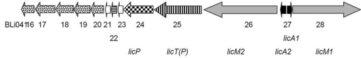 Figure 1. The lichenicidin gene cluster. The genes of the prepeptides are black; the genes of the two modification enzymes are grey