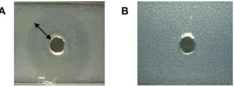 Figure 1. Stability of the compounds to Staphylococcus aureus (MN8) lipase. (A) Glycerol monolaurate (GML)