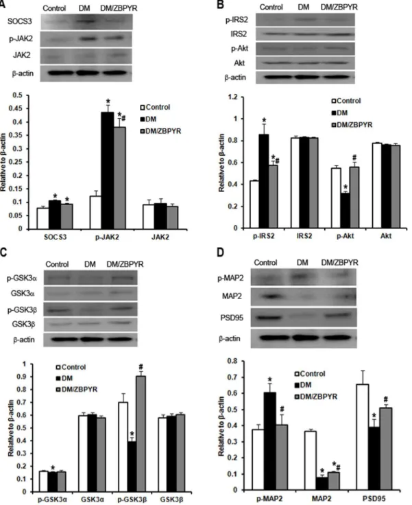 Figure 5. Effects of ZBPYR on brain leptin and insulin signaling. GSK3 activity and neurostructural protein expression in the cerebral cortex