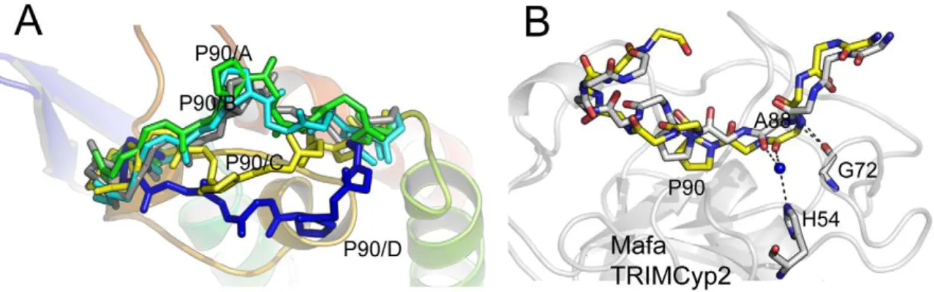 Figure 5. Mutation H54R in the Cyp domain abrogates Mafa TRIMCyp2’s antiviral activity against HIV-1 and FIV
