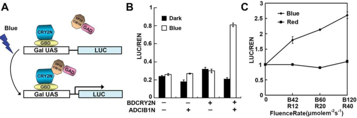 Figure 2. Blue light-suppressed transcription regulation in zebrafish. A. Structure of the G-box–driven LUC reporter gene and DNA sequences of the recombinant G-box (Gwt)