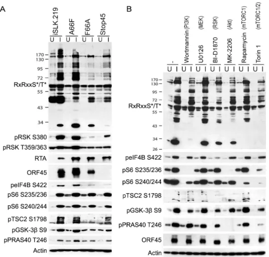 Fig 5. The phosphorylation of several substrates with roles in translational regulation is mediated by ORF45-activated RSK