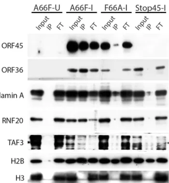 Fig 6. Nuclear IP further validated ORF45/RSK-dependent phosphorylation of a subset of substrates.