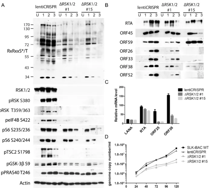 Fig 7. CRISPR/Cas9-mediated knockout of RSK1/2 results in the reduction of RSK substrate phosphorylation, viral late lytic gene expression, and virion production