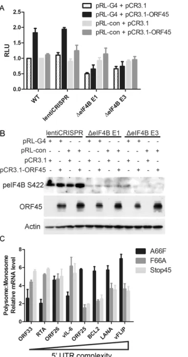 Fig 9. ORF45/eIF4B-dependent translational control of mRNAs with complex 5’ UTR structure