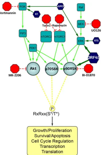 Fig 1. Diagram of the upstream signaling pathways that converge on activation of AGC kinases