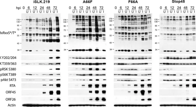 Fig 2. The increased phosphorylation of putative RSK substrates induced by KSHV lytic reactivation is dramatically reduced by ORF45 mutation or deletion