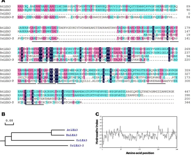 Figure 1. In silico analysis of the OsLEA3-2 protein. (A) Comparison of deduced amino acid sequence of OsLEA3-2 with OsLEA3 (AAD02421.1) and LEA3 proteins from A