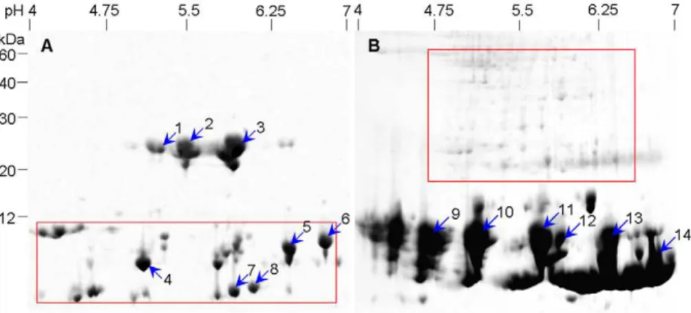 Figure 5. Identification of subunit compositions of lectins in P. ternata tubers. A, native gel, total tuber proteins
