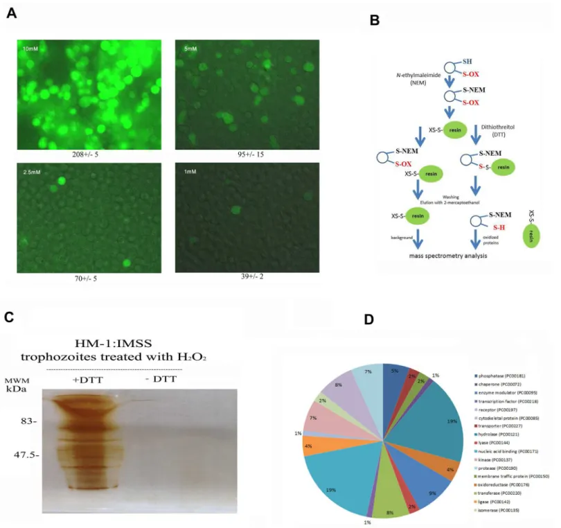 Fig 1. Analysis of oxidized proteins in E. histolytica after resin-assisted capture. A