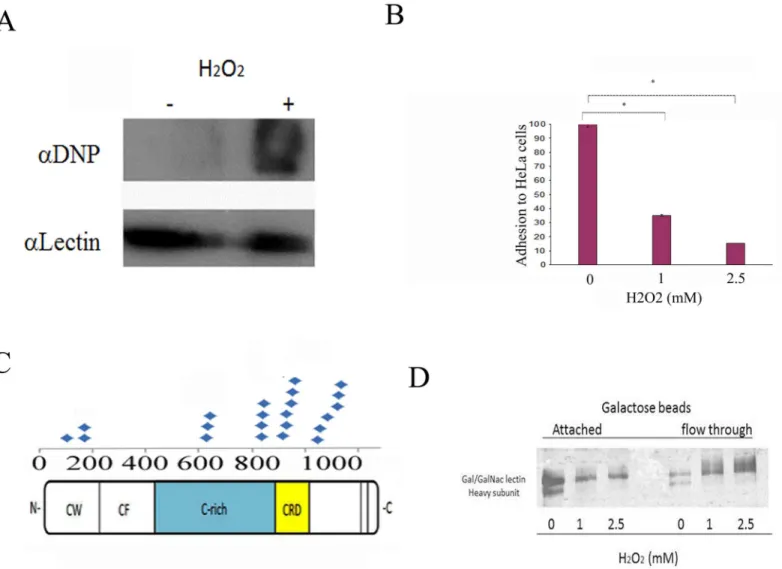 Fig 2. H 2 O 2 inhibits the adhesion of E. histolytica to HeLa cells. A. Confirmation of OX-RAC data about the oxidation of the Hgl by using the OxyBlot protein oxidation detection kit