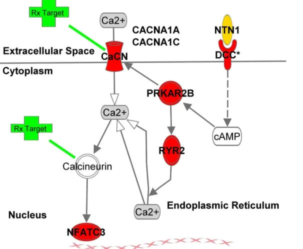 Fig 1. Netrin-1-Based cAMP Signaling Pathway Converging on NFAT. With the exception of calcineurin, all constituents represented in the figure contain DNA sequence variants associated with advanced AMD at P-values &lt; 1.0 x 10 –3 