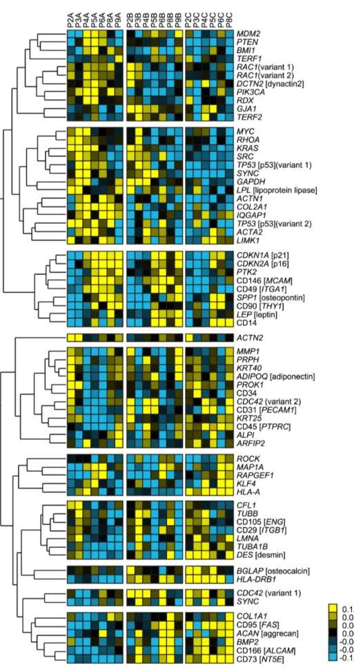 Figure 4. Heat map of gene-expression transitions and passage numbers. Genes were clustered by hierarchical clustering for indicating clusters that correlate to the passage number increases