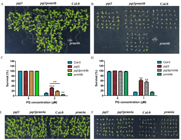 Fig 8. Arg-17 methylation in specific regions of APX1 and GPX1 chromatin is increased in pqt3 mutant