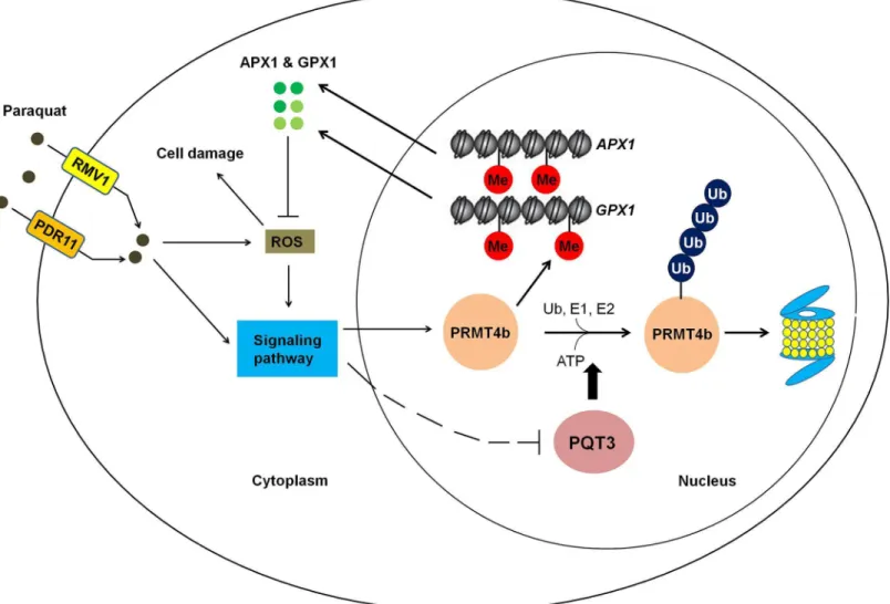 Fig 10. A working model for PQT3 acting as a negative regulator of oxidative stress response