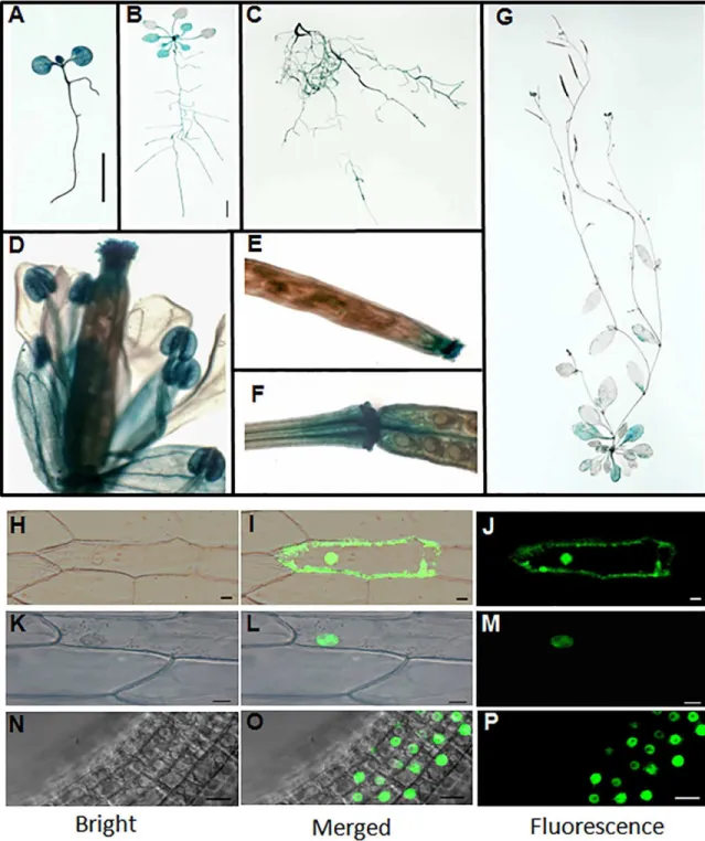 Fig 2. Expression pattern and subcellular localization of PQT3. (A) GUS expression in 1-week-old seedling