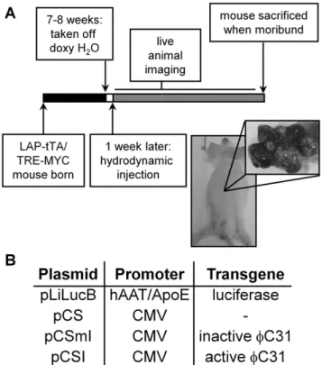 Figure 1. Experimental design of tumorigenesis assay. (a) Transgenic mice were taken off of doxycycline drinking water at 7–8 weeks of age to induce expression of the human C-MYC transgene specifically in the liver from the LAP promoter, except for one con