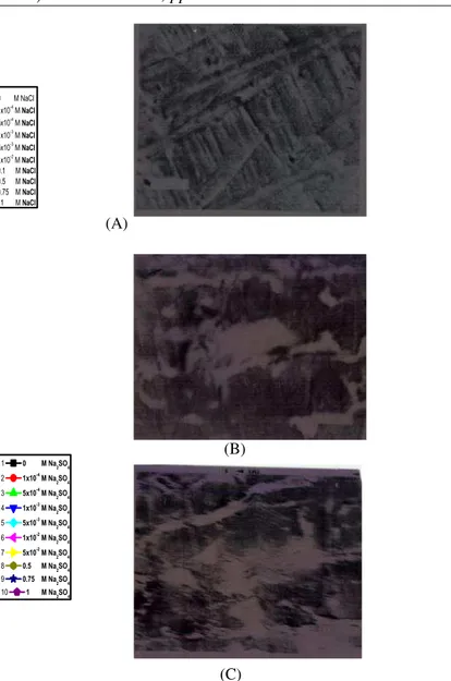 Fig. 2. SEM micrographs of steel electrode surface  after immersion for     a period of 2 h in (A) 0.5 M  citric acid (free) and 0.5 M citric acid in presence of 