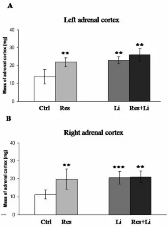 Figure 2. Changes in the mass of adrenal cortex induced by chronic-stress and lithium treatment in male Wistar rats