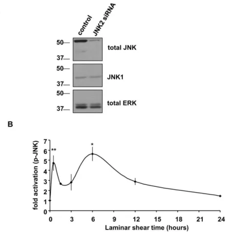 Figure 1. JNK2 activation on fibronectin is biphasic. (A) Representative Western blots showing BAECs transfected with either control or JNK2 siRNA