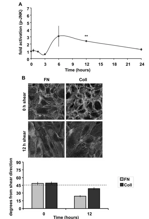 Figure 5. Collagen inhibits JNK activation and cell alignment. (A) BAECs plated on collagen overnight were untreated or exposed to laminar shear stress (12 dynes/cm 2 ) as indicated