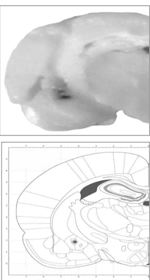 Figure 2. Dose response curve for morphine-induced  conditioned place preference in opioid-naive male 