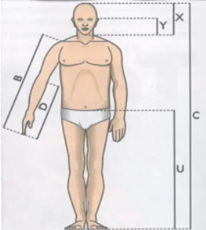 Figura 17 – Dimensões harmônicas (áureas) do corpo humano. 
