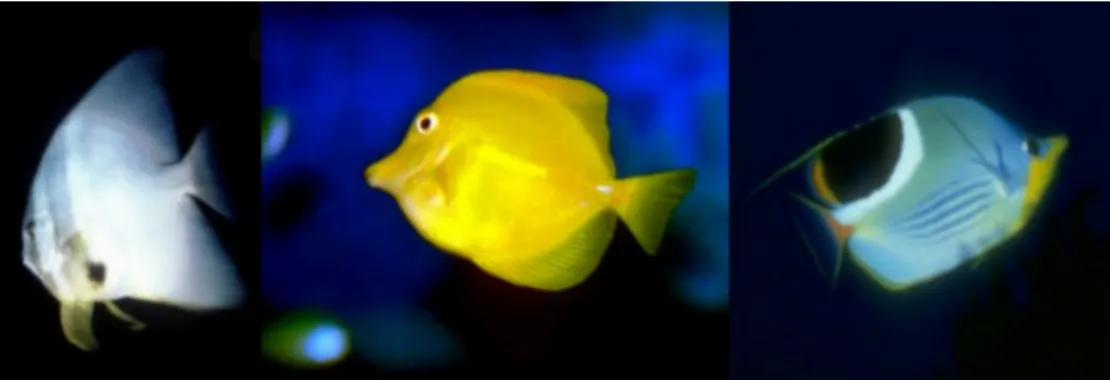 Figura 5 - Peixes 