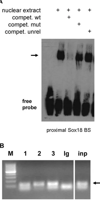 Figure 4. SOX18 binds to the proximal site in the MMP7 promoter in vitro and in vivo 