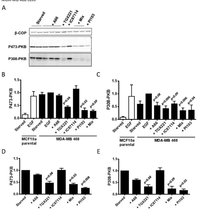 Figure 5. PI3Kb is the dominant class IA PI3K required for EGF-stimulated PKB phosphorylation in MDA-MB 468 cells
