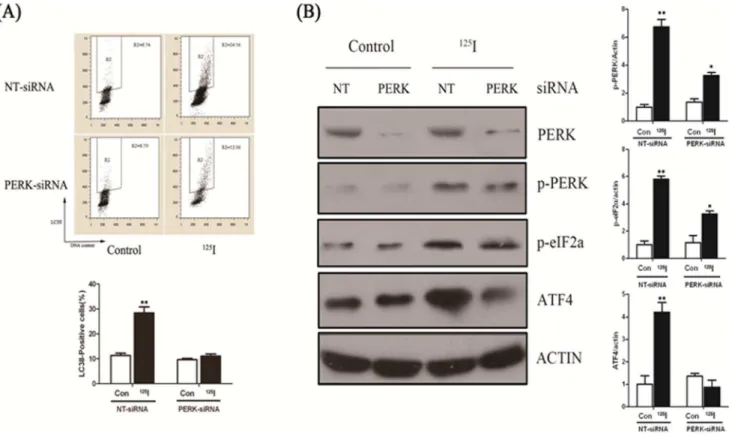 Figure 4. Neuron cells were transfected with RNAi against PERK and control (NT). (A) 16 h later, cells were allowed to recover for 3 days, and LC3II/DNA flowcytometry analyses after indicated period of time