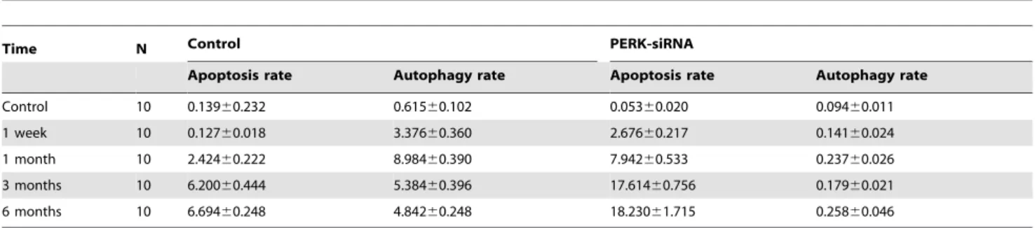 Table 1. Apoptosis and autophagy rate between control and PERK-siRNA group both treated with 125 I radiation in different times.