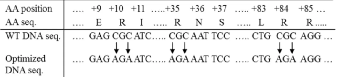 Fig 1. Positions of nucleotides that were changed for codon optimization of IgASE1. (a) Codon changes in the first 15 amino acids at the N-terminus; (b) Codon changes of CGC Arg at positions 10, 35 and 84.