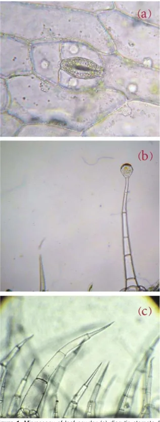 Figure  1.  Microscopy  of  leaf  powder  (a)  diacytic  stomata  (b)  trichomes (c) non-glandular trichomes