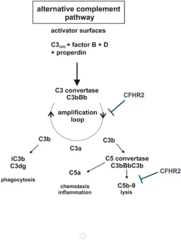 Figure 8. Scematic overview of CFHR2 functions in regulation of the AP. CFHR2 inhibits the amplification loop by inhibiting C3 cleavage by C3 convertases and acts on the assembly of the terminal complement complex.